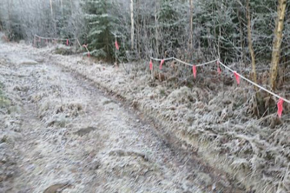 Två gånger har jakten på varghannen i Borlänge saboterats när uppspända linor med lapptyg skurits sönder.