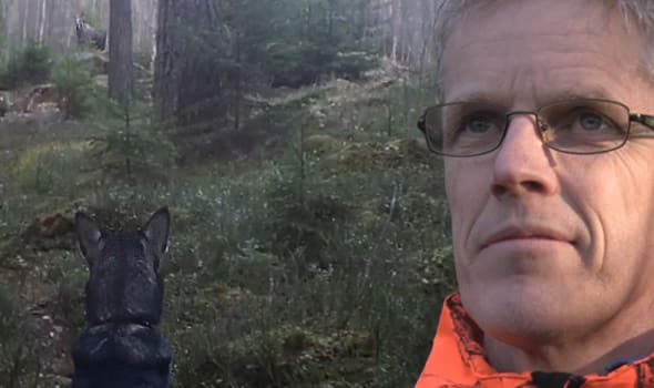 Vittra markerar älg. Vittra har full koll och älgen och har satt sig ned. Leif Gunnarsson tränar henne för att hon ska vara passiv vid älgmöten.