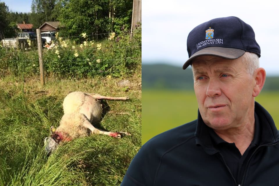 Bert Eriksson leder skyddsjakten på en varg i Gimmenreviret.