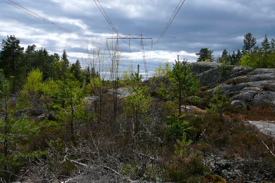 I Finland finns det över 14 000 kilometer ledningsgator som kan vara upp till 100 meter breda. Marken kan lämpa sig bra för att anlägga viltåkrar, som leder bort hjortdjuren från skogsplanteringar, tipsar Viltcentralen.