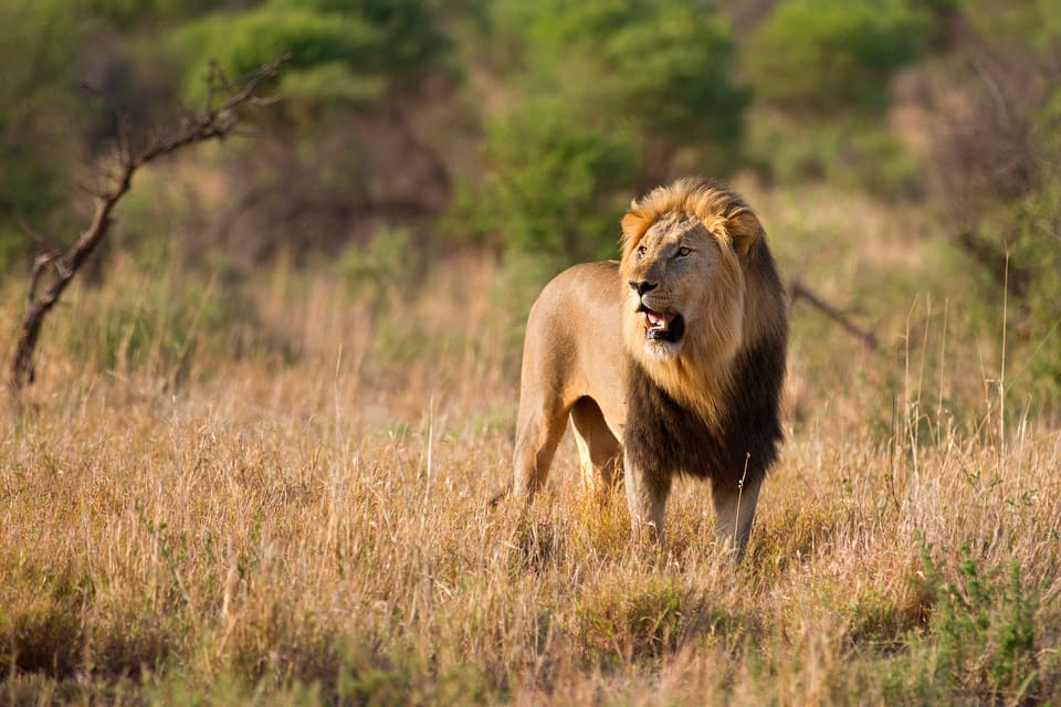 Jägare vågar inte åka till Zimbabwe för att jaga lejon, eftersom de är rädda för hatkampanjer. Det har medfört att det nu finns för många lejon.