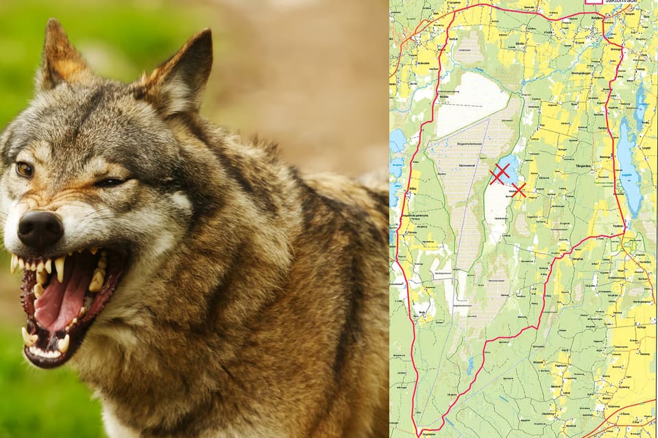 De tre attackerna har inträffat i trakterna av Västkärr i Lekebergs kommun. Länsstyrelsen har utsett en jaktledare som i sin tur utser skyddsjägarna. Kartan visar skyddsjaktområdet.