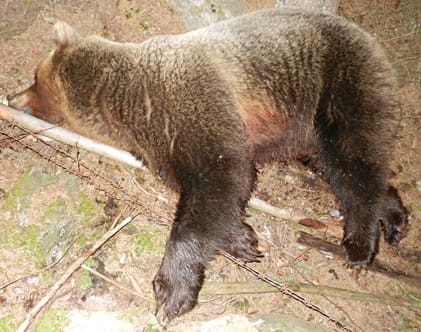 Björnhannen sköts med ett .30-60-skott. Den vägde 138 kilo, vilket innebär att slagbjörnen skulle ha ätit upp sig till cirka 180 kilo om den överlevt till hösten.