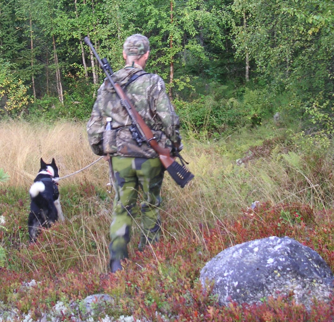 Hans Nordin letar färska spår i björnmarkerna med laikan Natars.