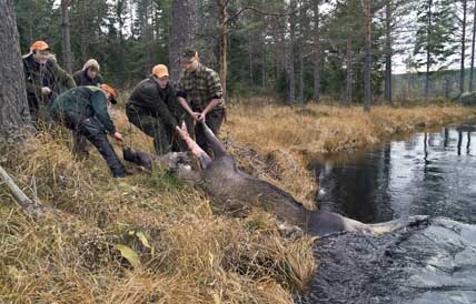 Naturvårdsverket anser att det måste finnas mer än bara älgskötselområden, där man får fälla vuxen älg, och kalvområden.