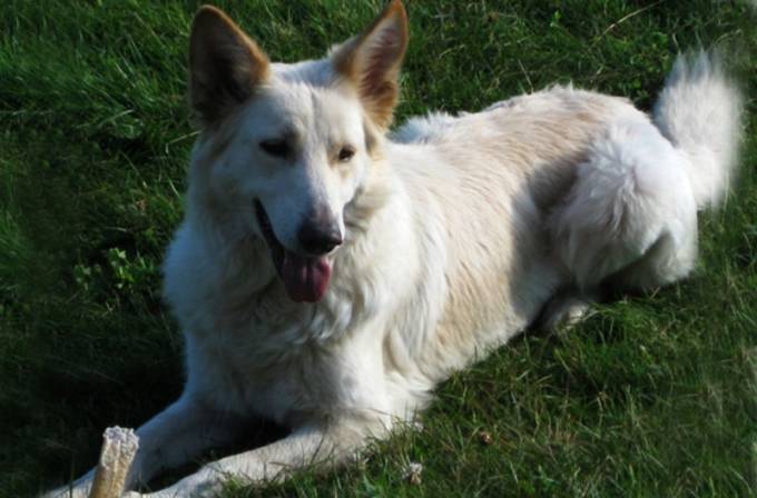 Försvunnen i en vecka. Thea är försvunnen i trakterna av Fredriksberg. Ägarfamiljen vill gärna ha tips om hunden om någon jägare ser henne eller spår efter henne.