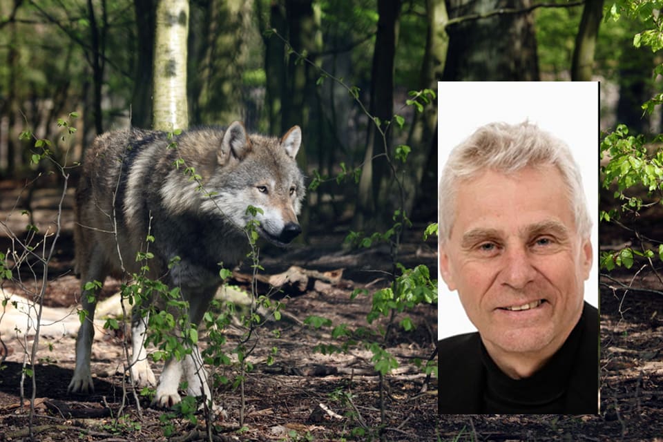Liberg anser att forskarna måste förhålla sig till det faktum att vargar ställer till stora skador.