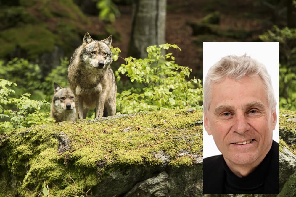 Fem av sex forskare på Skandulv har ställt sig bakom förslaget, som skulle kunna innebära 350 vargar i "förvaltningsstam" och en massiv jakt redan i vinter. Infälld till höger vargforskare Olof Liberg.
