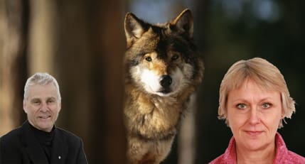 Forskare och tjänstemän ska besluta hur många vargar Sverige ska ha. Medan vargforskare Olof Liberg meddelar att han inte vill vara med i beslutet ser Ruona Burman på Naturvårdsverket inga problem med det.