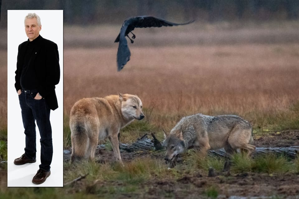 Vargforskaren Olof Liberg och hans kollegor i Skandulv anser att det finns utrymme för viss licensjakt på varg 2021.