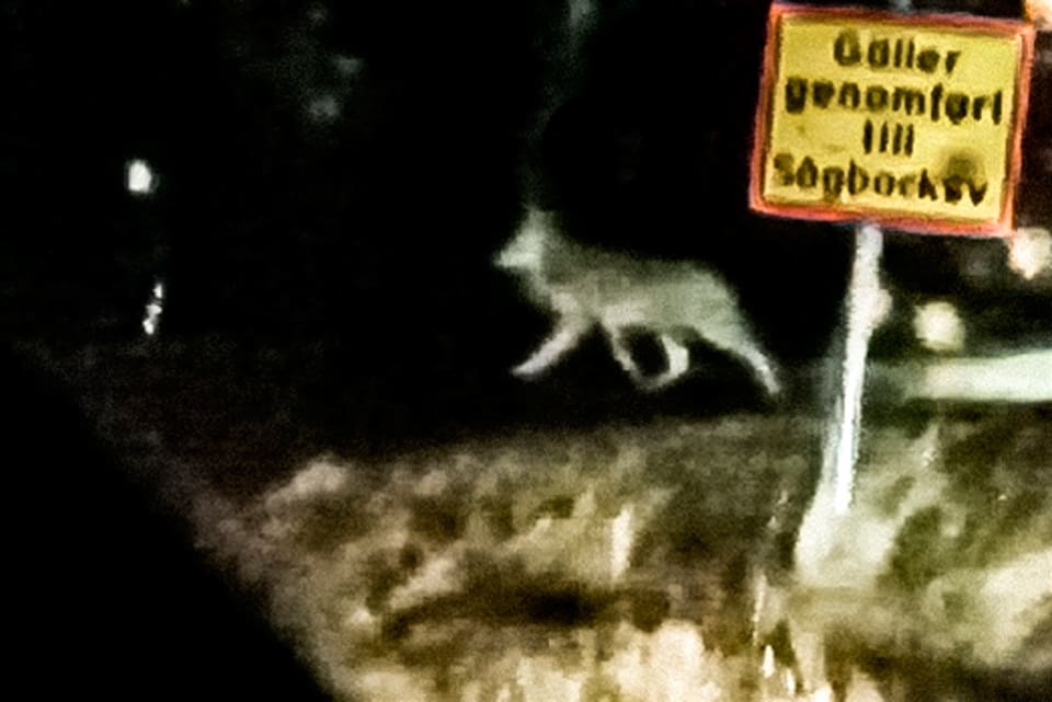 Vid 6.30-tiden i morse blev vargen i Linghed i Dalarna påskjuten. Eftersök med hundekipage pågår. (Arkivbild)