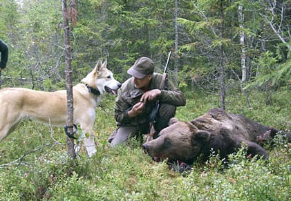 Bo Svedin med den egna uppfödningen Lill-Tassen vid den 200 kilo tunga björnen. Det är inte sämre än Lill-Tassens berömda fader, som det sköts en stor björn för vid samma unga ålder.