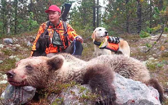 – Ett rimligt beslut om 60 björnar i årets licensjakt i Jämtlands län, säger Anders Lindkvist, chef för Holmen Skog i Härjedalen. På bilden med en björn han sköt förra året.