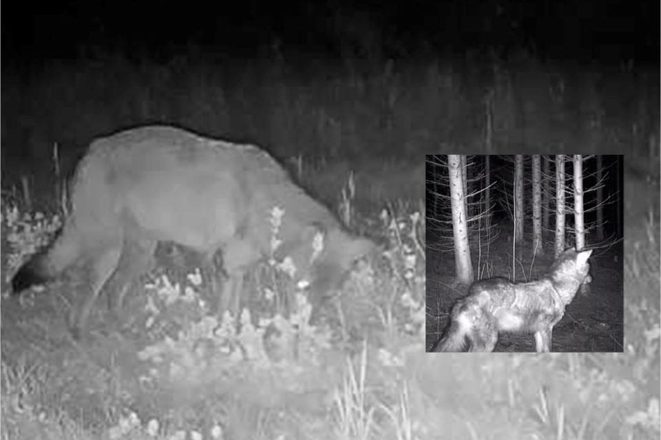 Linghedsvargens tillstånd finns dokumenterat vid flera tillfällen. Nu senast av en småviltjägare som fångat vargen på film. (Arkivbilder)