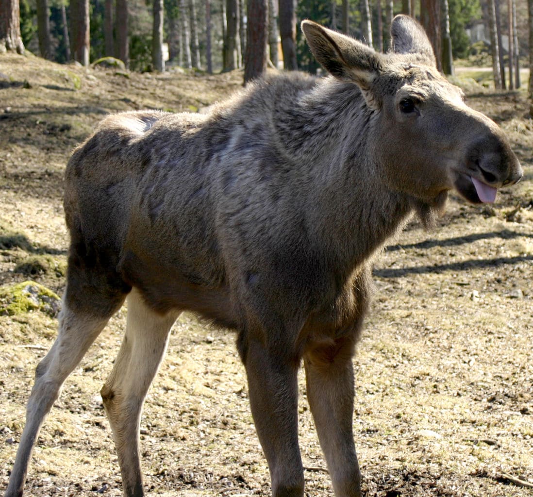 Bör inte jagas när det är för varmt. Många kalvar får det riktigt hett om öronen först senare i september när älgjakten kommer igång på allvar. Allt fler jägare i Norrland väntar med älgjaktspremiären.