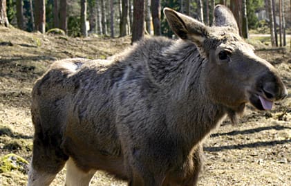 I snitt ligger de nya avgifterna för fälld kalv på cirka 200 kronor. Som lägst är det 50 kronor i Jämtland och Västernorrland.