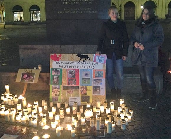 Ljus tändes på Stora torget i Karlstad på onsdgskvällen för att hedra vargdödade hundar.