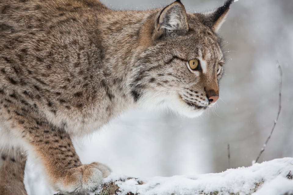 Två av de lodjur som har fällts under licensjakten i Jämtland har varit infekterade med trikiner.