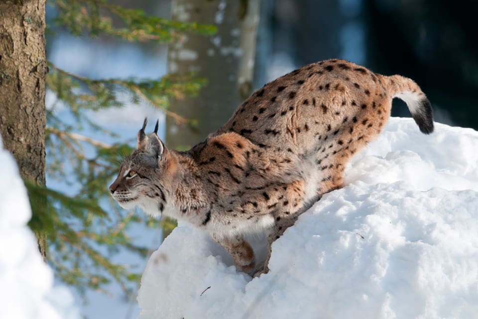 Snöbrist på vintern och torka på sommarhalvåret kan påverka både metoderna för inventeringar av lodjur och järv och förvaltningen av kronvilt och älg. Det framgår när Naturvårdsverket presenterar hur bland annat viltfrågorna ska få klimatanpassning.