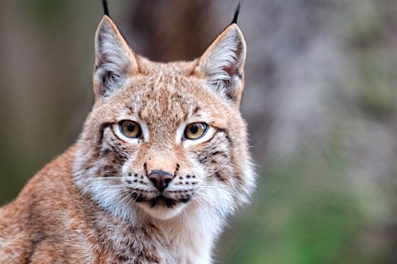 Naturvårdsverket och Svenska Jägareförbundet har skrivit avtal om att samarbeta i inventeringar av stora rovdjur som lodjur.