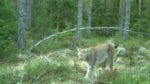 Lodjur fotograferat av en viltkamera i Västmanland.