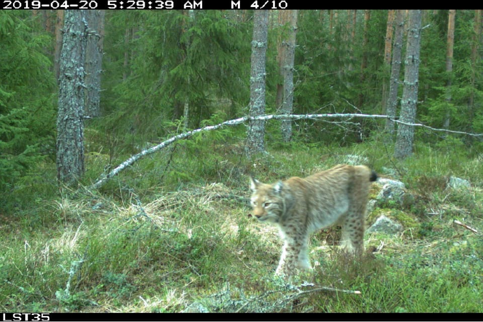 Lodjur fotograferat av en viltkamera i Västmanland.
