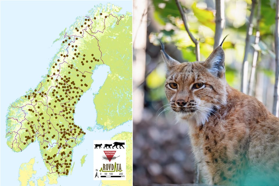 Norska Rovdata och svenska Viltskadecenter uppskattar att det i vinter fanns 256 familjegrupper i Skandinavien, vilket är en minskning med en familjegrupp sedan vintern 2018/2019.