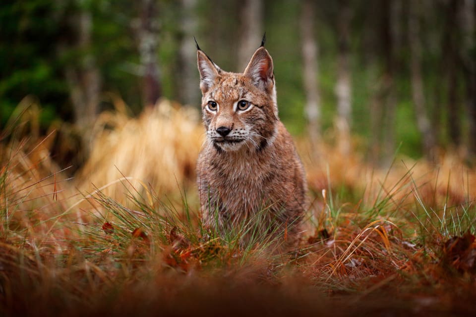 Trots rovddjursavvisande stängsel och två boksapsvaktande lamor har sammanlagt fem får dödats vid två lodjursangrepp på samma gård, sydväst om Vänge.