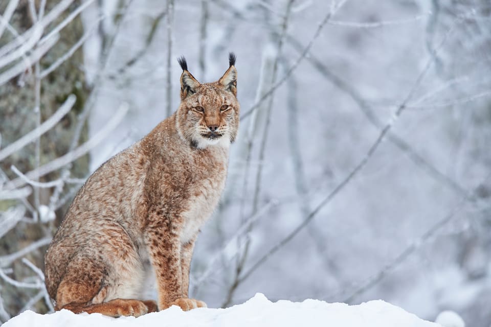 Wolf Association Sweden överklagar beslutet om licensjakt på lodjur i Västerbottens län.