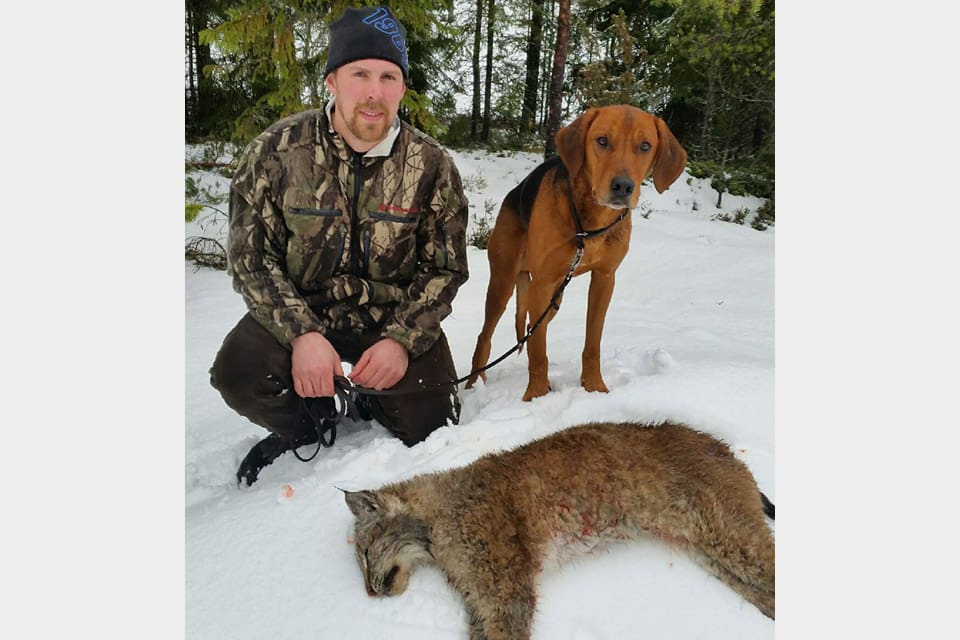 Daniel Jemth med sin schiller Rambo och det fällda lodjuret, som sköts med en hagelsalva när det satt högst upp i en talltopp på ett berg.