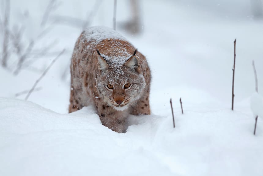 Efter 28 dagar är licenskvoten på åtta lodjur i Norrbotten avklarad och jakten avlystes på tisdagen.