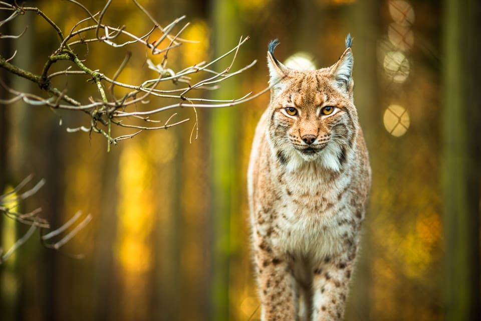 Planer finns på att släppa ut sex svenska lodjur i norra England. Det är svenska Naturvårdsverket som i så fall ska godkänna rewildingprojektet.