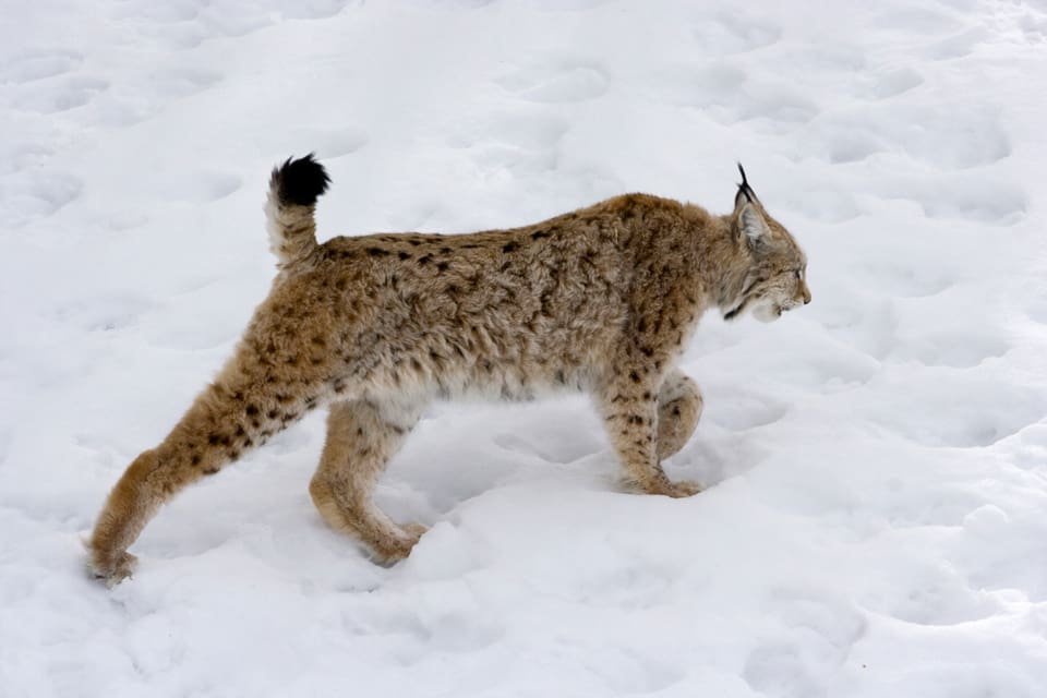 Det blir licensjakt på lodjur från och med den 1 februari i två norska regioner, trots protester från Världsnaturfonden, WWF.