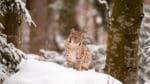Jaktkvoten i Finland var på 424 lodjur. 387 lodjur fälldes i år innan jakttiden var slut den sista februari.