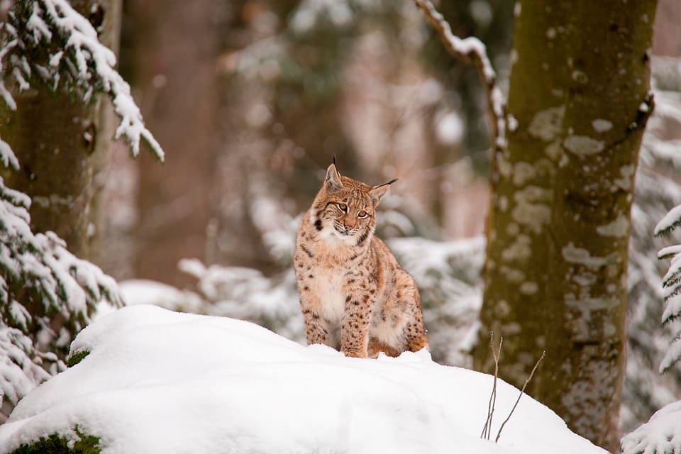 Jaktkvoten i Finland var på 424 lodjur. 387 lodjur fälldes i år innan jakttiden var slut den sista februari.
