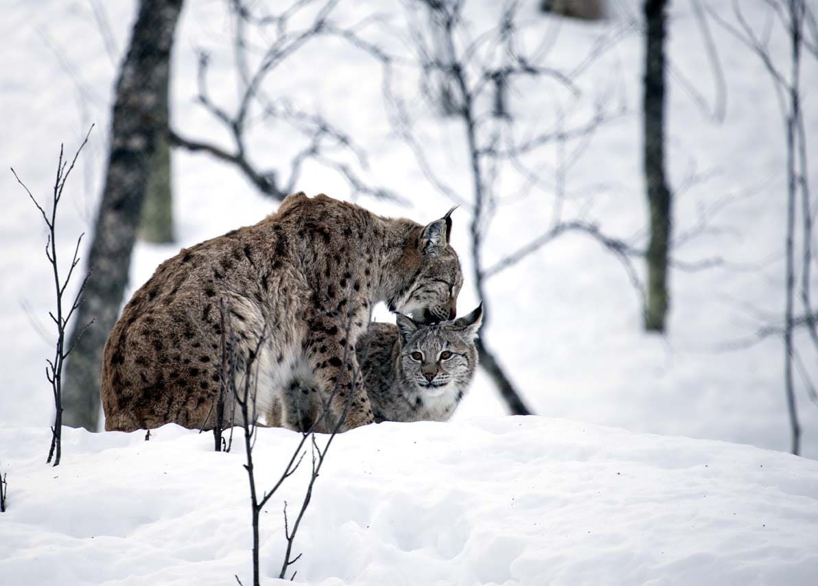 Lodjursstammen i Östergötland växer och börjar närma sig länsstyrelsen mål på sju föryngringar.