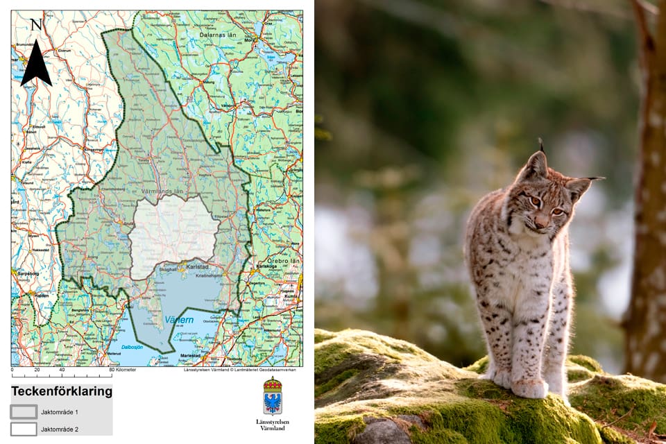 Totalt nio lodjur får fällas under licensjakten i mars i Värmland, där den senaste lojakten var inställd för att lostammen var för liten i länet, enligt länsstyrelsen. Jaktkvoten för länet motsvarar vad Jägarnas Riksförbund har krävt och länsbasen Kjell Emilsson är ganska nöjd.