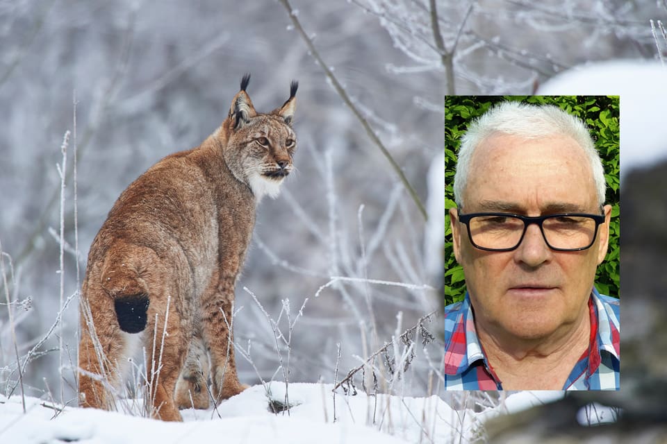 – Det är inga som ger sig ut och jagar. Det går heller inte att släppa hundar, säger Lasse Lignell, JRF-basen i Jämtland. Länets jägare måste vänta innan de kan ge sig ut och försöka fälla de 33 lodjur som finns på kvoten.