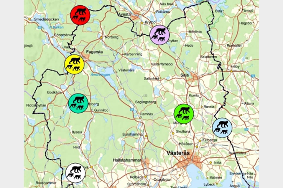 Här är de sju lofamiljerna som hittades i Västmanland vid den senaste inventeringen. Men det finns bara 4,5 länsegna familjegrupper, enligt länsstyrelsen.