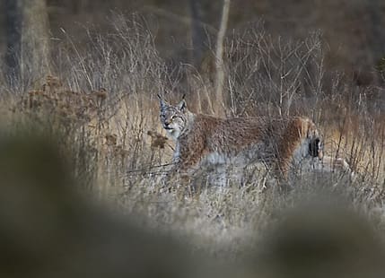 Här en av de bilder som Juha Leinonen lyckades ta i början av april mellan Sala och Västerås.