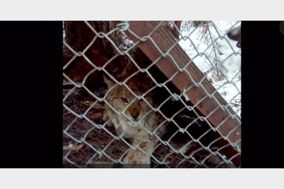Filmsekvens med ett fällfångat lodjur som ingår i polisens förundersökning i jakthärvan i Norrbotten.