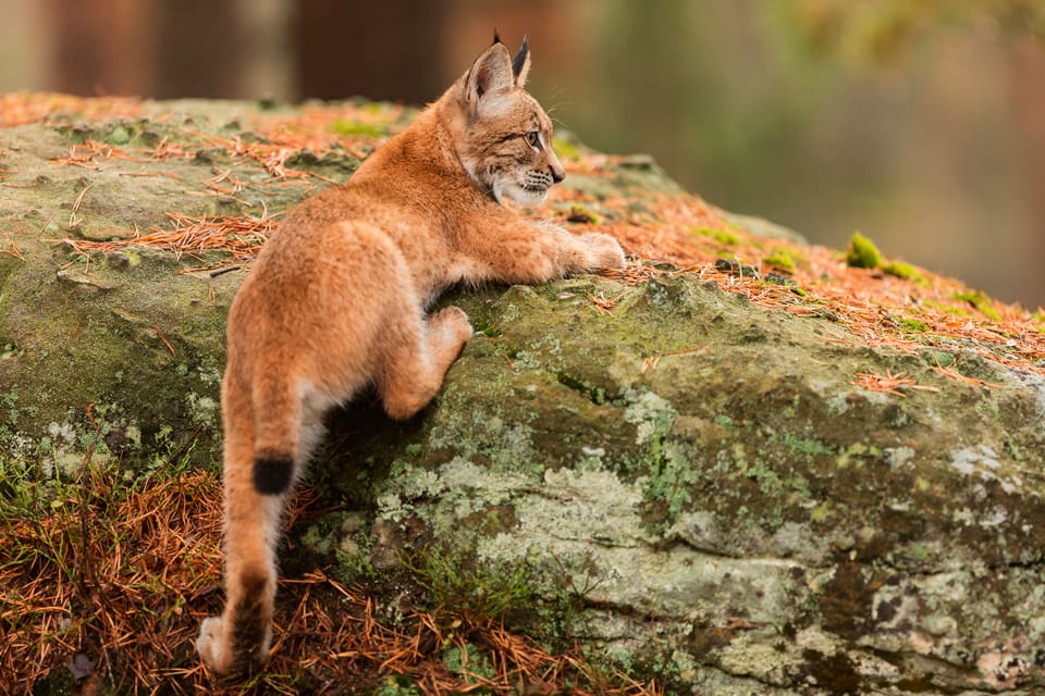 En lodjursunge dödades av en jakthund under älgjakt i Krokoms kommun. Hundföraren misstänks inte för brott på grund av händelsen. (Arkivbild)