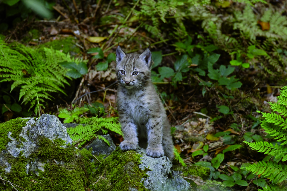 Det blev tomt i kattmatskålen på verandan fortare än familjen förväntat sig. I går fick de se att mattjuven var en lodjursunge. (Arkivbild)