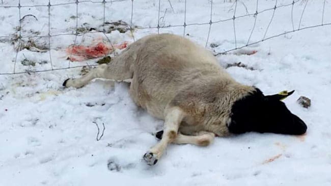 Natten mot torsdagen dödades ett får av lodjur öster om Morgongåva i Uppsala län. Det fattades en halv föryngring i inventeringen av lostammen för att länsstyrelsen skulle bevilja licensjakt på lodjur i mars.