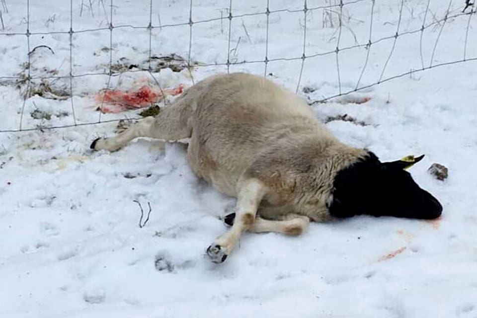 Natten mot torsdagen dödades ett får av lodjur öster om Morgongåva i Uppsala län. Det fattades en halv föryngring i inventeringen av lostammen för att länsstyrelsen skulle bevilja licensjakt på lodjur i mars.