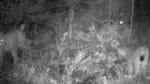 Två nya lodjurskullar har hittats i Västmanland med hjälp av rörelseaktiverade viltkameror som satts upp av länsstyrelsen. I ett fall avslöjades hur en hona med ungar återvänt till ett rådjurskadaver för en nattlig måltid.