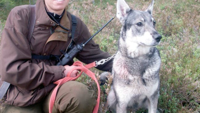 Jaktfientliga grupper driver en kampanj mot jakt med hund. Men sanningen är att jakt med löshund leder till färre skadskjutningar.