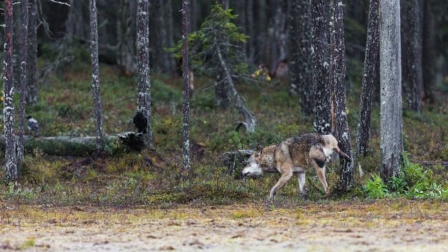 JRF Sörmland anser att beslutet om skyddsjakt på en varg i länet bör innefatta hela Ärlareviret.