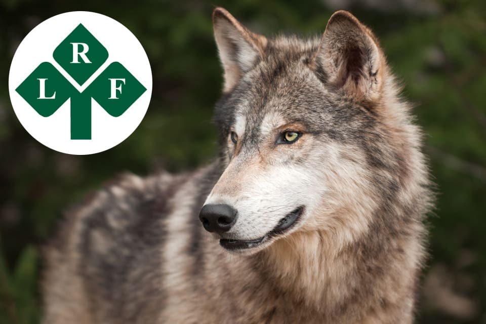 Vid Lantbrukarnas Riksförbunds årsstämma har LRF Värmland lämnat in en motion om att stärka förbundets förmåga att hantera vargjaktens juridiska aspekter.