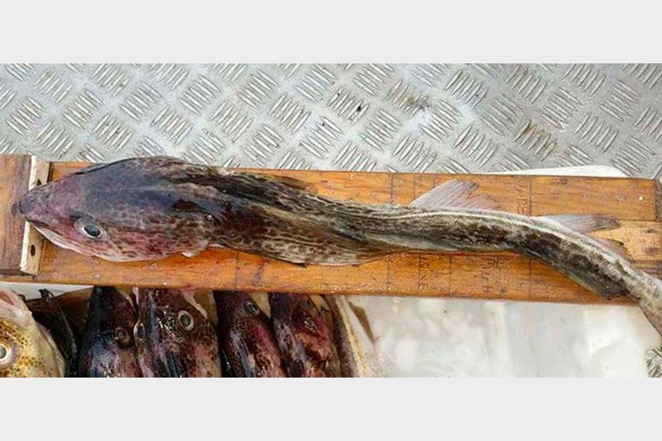 En torsk som är angripen av sälmask har fått levern förstörd och är bara skin och ben.